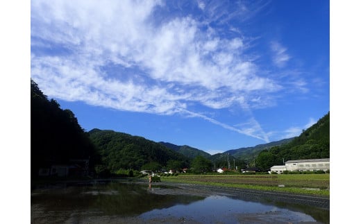 ＜栽培期間中化学肥料・化学農薬不使用＞令和6年産R1米コシヒカリ5kg(精米)【1448692】