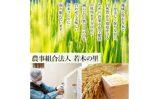 【令和6年産新米】特別栽培米 つや姫 7kg お米 おこめ 米 コメ 白米 ご飯 ごはん おにぎり お弁当【農事組合法人若木の里】ta239