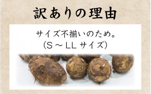 【先行予約】【訳あり】越前大野産 「純ちゃん農園の里芋3kg」サイズS～LL寸【10月下旬より順次発送】