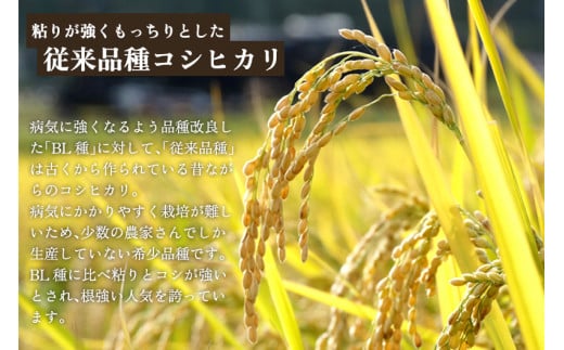 【令和6年産新米】【定期便3回隔月お届け】新潟県産 コシヒカリ（従来品種）精米3kg（3kg×1袋）《順次発送》 精米 白米 きのこ農家ならではの有機質肥料 お米 新潟産 コシヒカリ 加茂市 青木農園