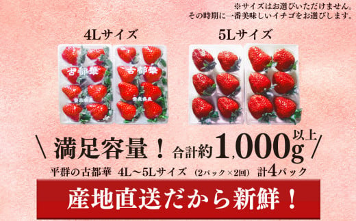 【定期便2回】いちご 平群の古都華 4L ～ 5L サイズ （2パック×2回）計4パック  | 果物 くだもの フルーツ 苺 イチゴ いちご ストロベリー 古都華 ことか 旬の品種  奈良県 平群町