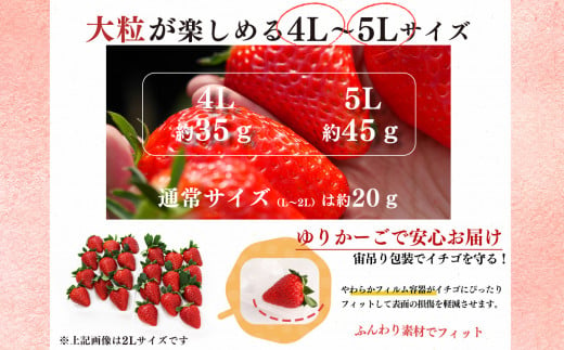 【定期便2回】いちご 平群の古都華 4L ～ 5L サイズ （2パック×2回）計4パック  | 果物 くだもの フルーツ 苺 イチゴ いちご ストロベリー 古都華 ことか 旬の品種  奈良県 平群町