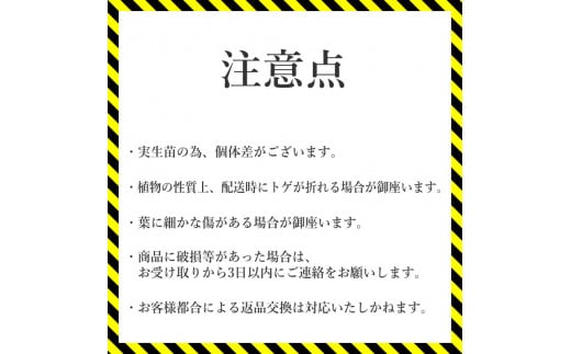 アガベ パリートルンカータ 3.5号黒鉢 【特選メリクロン苗】 四国ガーデン 人気 多肉植物 インテリア 観葉植物 グリーン リラックス 初心者でも育てやすい 伊予市｜B184