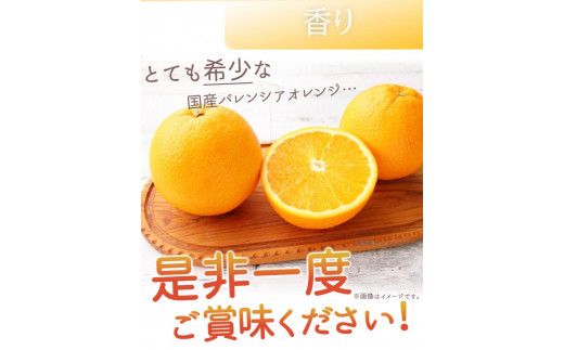 秀品 希少な国産バレンシアオレンジ 2.5kg【2025年6月下旬頃～2025年7月上旬頃に順次発送】【UT75】