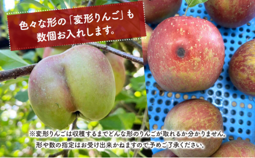 【変顔シール付き 変形りんご入り】 青森県鰺ヶ沢町産 訳あり サンふじ 約3kg (8～9玉) PETA PETA RINGO