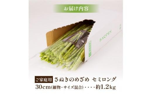 訳あり  ご家庭用 さぬきのめざめ セミロング 30cm ( 細物・サイズ混合 ) 約1.2kg【2024年7月上旬～2024年10月中旬配送】