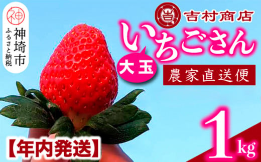 【年内に届く！令和6年12月中に順次発送】大玉いちごさん 4パック 約1kg (平詰め) 【年内発送 大玉 いちご 苺 いちごさん 農家発送 朝採れ 甘い お菓子作り フルーツ 約1kg 平詰め】(H098102)