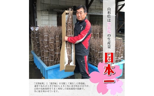 372R06-202503b　啓翁桜 約70cm×10本（3月中旬発送）