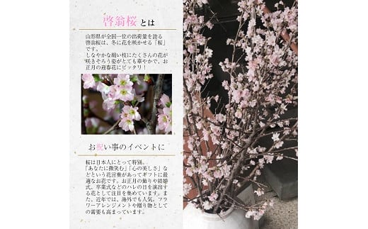 372R06-202503b　啓翁桜 約70cm×10本（3月中旬発送）