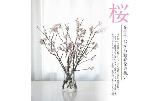 372R06-202503b　啓翁桜 約70cm×10本（3月中旬発送）