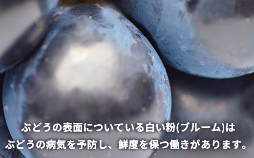 [No.5657-2605]ナガノパープル 約2kg (約3～6房) 《黒岩果樹園》■2025年発送■※8月下旬頃～9月下旬頃まで順次発送予定