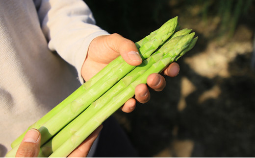 [№5695-1313]数量限定！採れたて新鮮！ 静岡産 アスパラガス 1kg【配送不可：離島】　野菜 国産 グリーン アスパラ 地下水 静岡県 限定 鮮度 採れたて