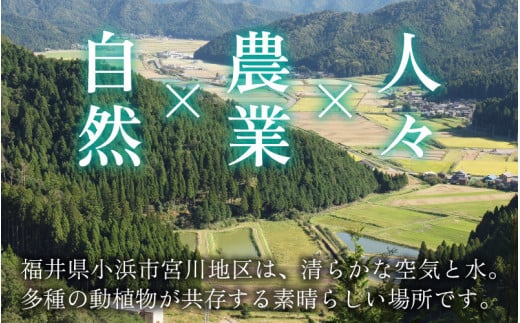 【令和6年産 新米】特別栽培米認証3 ひまわり米(あきさかり)　白米5kg×2袋