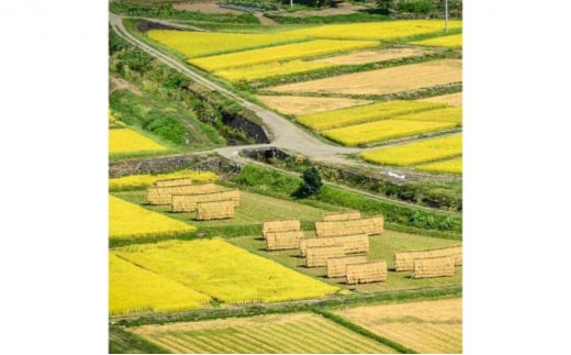 【令和6年産】定期便！農家直送！県認証特別栽培魚沼産コシヒカリ【合計360kg】毎月30kg×12回