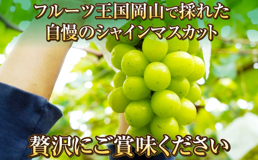 岡山県産 シャインマスカット 晴王 1房 約600g 【2024年8月下旬～10月上旬迄発送予定】