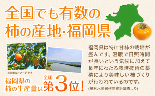 秋王 約3.5kg《11月上旬-11月末頃出荷》福岡県 鞍手郡 鞍手町 柿 かき カキ 種なし 種無し 福岡県産 果物 くだもの フルーツ