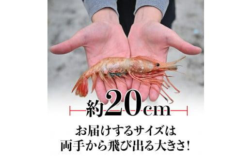 北海道産 知床羅臼産ボタンエビ 大サイズ1.8kg（300g×6パック） ぼたんえび ぼたん海老 魚介類 北海道 魚介 海産物 冷凍 刺身 海鮮丼 生産者 支援 応援