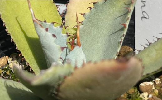 アガベ グアダラハラナ 1株 Agave guadalajarana 長与町/アグリューム [EAI204]