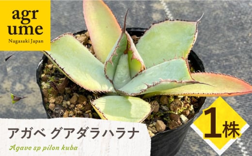 アガベ グアダラハラナ 1株 Agave guadalajarana 長与町/アグリューム [EAI204]