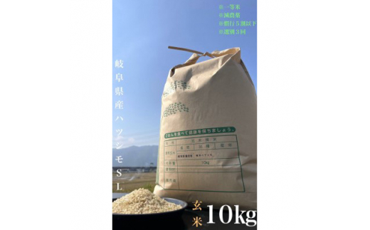 ＜毎月定期便＞養老町産　岐阜ハツシモ　10kg　玄米　全6回【4006207】