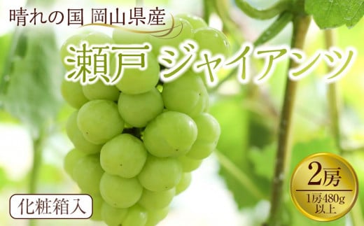 ぶどう 2025年先行予約 岡山県産 瀬戸ジャイアンツ2房(1房480g以上) 化粧箱入り