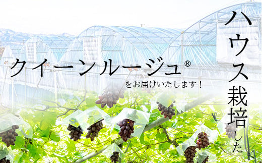 [No.5657-3929]5～6月に食べられる！温室栽培高級ブドウ クイーンルージュ® 約600g (1房)《本沢農園》■2025年発送■※5月下旬頃～6月上旬頃まで順次発送予定