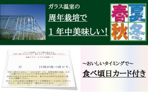 2025年10月発送クラウンメロン”名人メロン”1玉　ギフト箱入り