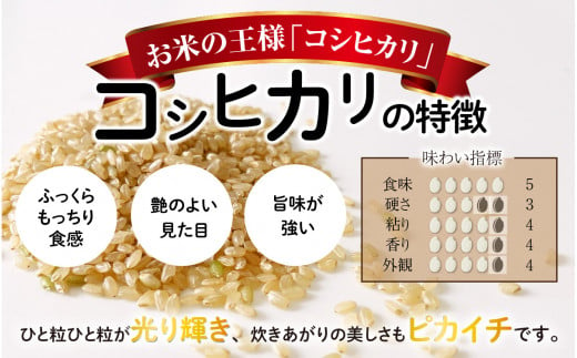 【先行予約】【令和6年産 新米】【12ヶ月定期便】福井県大野市産 JGAP認証 コシヒカリ「あかね」（玄米）10kg×12回　計120kg