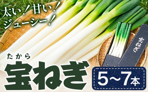 宝ねぎ ねぎ 3Lサイズ5本~2Lサイズ7本 《1月中旬‐3月中旬より出荷予定》有限会社美馬グリーンサービス ネギ 野菜 青果物 徳島県 美馬市 送料無料