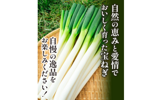 宝ねぎ ねぎ 3Lサイズ5本~2Lサイズ7本 《1月中旬‐3月中旬より出荷予定》有限会社美馬グリーンサービス ネギ 野菜 青果物 徳島県 美馬市 送料無料