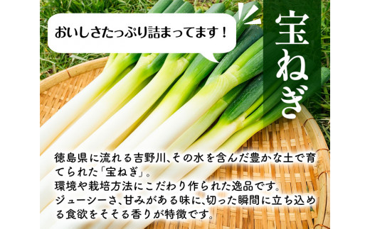 宝ねぎ ねぎ 3Lサイズ5本~2Lサイズ7本 《1月中旬‐3月中旬より出荷予定》有限会社美馬グリーンサービス ネギ 野菜 青果物 徳島県 美馬市 送料無料