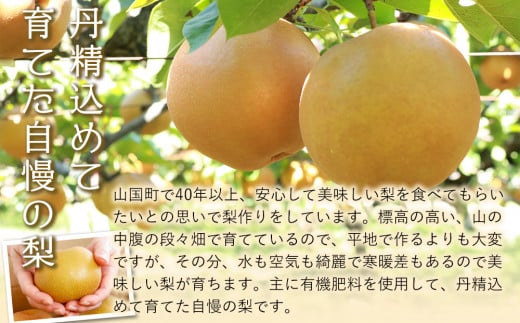 【先行予約】中島梨園の源流山育ち 完熟 新高梨 5kg( 5～8玉)数量・期間限定 にいたか 産地直送 果物 くだもの フルーツ 大分県産 九州産 中津市 国産 送料無料