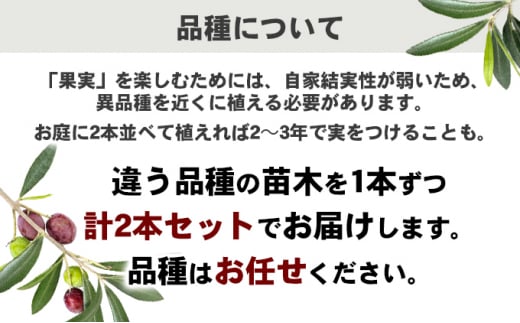 【2025年3月より発送】瀬戸内のオリーブ苗木2本セット