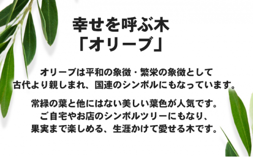 【2025年3月より発送】瀬戸内のオリーブ苗木2本セット