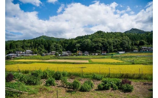 丹波産いのちの壱　精米　京ほたる5kg  ふるさと納税 米 こめ 5kg コメ 甘味 あま味 大きめ粒 いい香り 京都府 福知山市 京都 福知山 奥京都