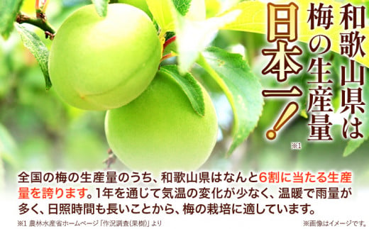 高級南高梅 はちみつ梅 1kg 網代模様仕上紀州塗箱入り 澤株式会社《90日以内に出荷予定(土日祝除く)》和歌山県 日高町 梅干し はちみつ梅 はちみつ 蜂蜜 紀州南高梅 紀州塗 送料無料