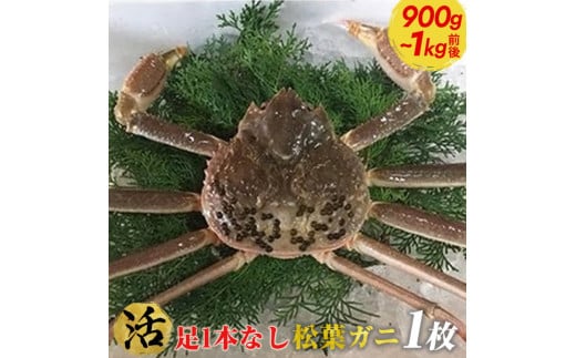 ６６６．【活】足1本なし松葉ガニ　特大1枚（900g～1kg前後）【着日指定不可】
※2024年11月上旬～2025年3月下旬に順次発送予定