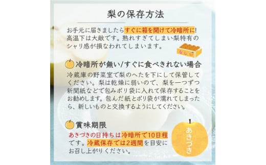 【先行予約】梨 あきづき 5kg 12～16玉 しろいの梨