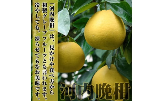 ＜先行予約受付中！2025年3月中旬以降発送予定＞数量限定！まなべみかん園の河内晩柑(約10kg)国産 柑橘類 かんきつ 晩柑 果物 フルーツ【有限会社まなべみかん園】a-14-5-z