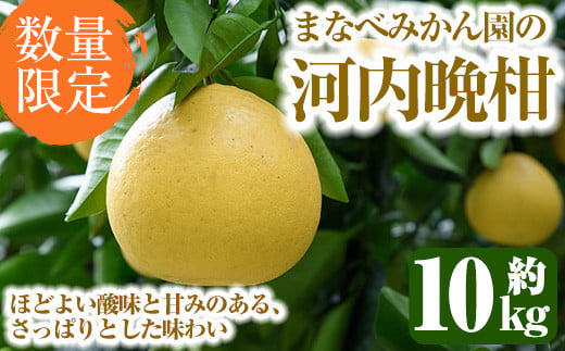 ＜先行予約受付中！2025年3月中旬以降発送予定＞数量限定！まなべみかん園の河内晩柑(約10kg)国産 柑橘類 かんきつ 晩柑 果物 フルーツ【有限会社まなべみかん園】a-14-5-z