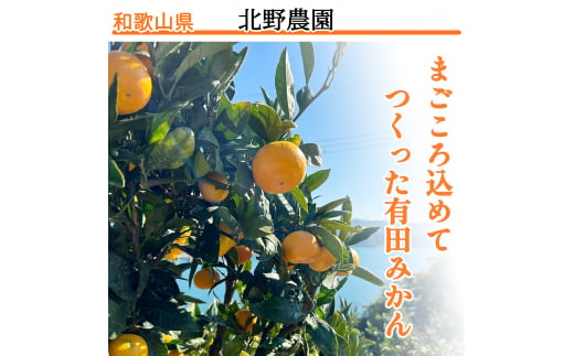 【1月発送】家庭用 有田みかん 和歌山 S～Lサイズ 大きさお任せ 10kg / みかん フルーツ 果物 くだもの 有田みかん 蜜柑 柑橘【ktn008A-1】