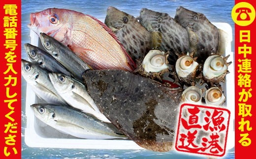 【朝獲れ直送！】天羽漁協　旬の魚介５種セット