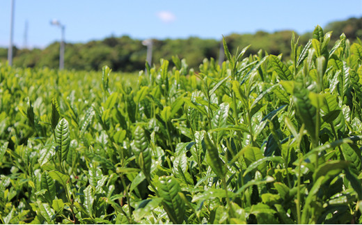 厳選　深蒸し上煎茶　平箱ギフト（80g×2袋）