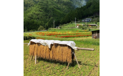 ＜のし付きギフト＞ときがゆったり流れてる”十津川　谷瀬”の地酒＜生酒・火入れ＞720ml　各1本【1412562】