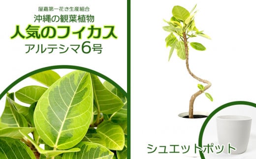 ★【沖縄の観葉植物】人気のフィカス アルテシマ6号 シュエット鉢ポット インテリアグリーン ゴムの木 ゴムノキ ガーデン 風水 鉢植え 癒し 成長記録 趣味 専門店 生活 オフィス おすすめ 暮らし おしゃれ 南国 日光 水やり お祝い 送料無料