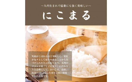 【令和6年産】新米『児玉農園』 にこまる10kg 5kg×2袋《30日以内に出荷予定(土日祝除く)》