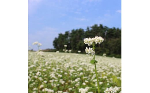 磐梯町産玄そば100%使用「会津のかおり」蕎麦の実（まるぬき）1.6Kg　