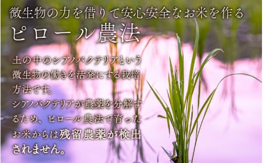 【令和6年産 新米】【孫のために作りました】ピロール米 コシヒカリ 玄米 10kg 化学肥料50％減 農薬50％減【玄米食におすすめ】