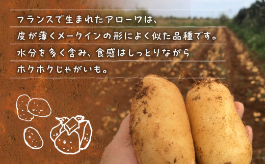 【2025年先行予約】沖永良部島産 おいしい赤土じゃがいも アローワ 3kg【1月下旬～5月下旬】　W009-070u-01