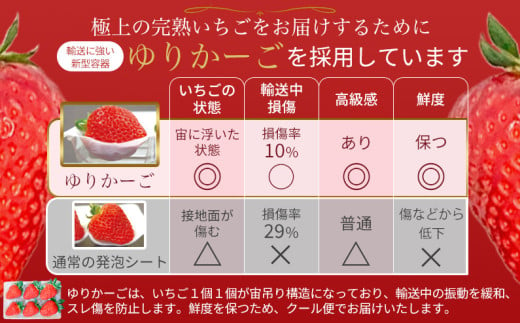 （冷蔵）（定期便） 計6回 【12月・1月・2月・3月・4月・5月】 古都華 300g×2 ／ 丸笑いちご園 今朝摘み フルーツ 苺 イチゴ 果物 新鮮 完熟 朝採り 高級 甘い 奈良県 葛城市